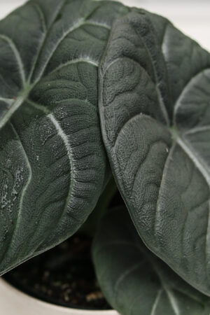 Alocasia Maharanii