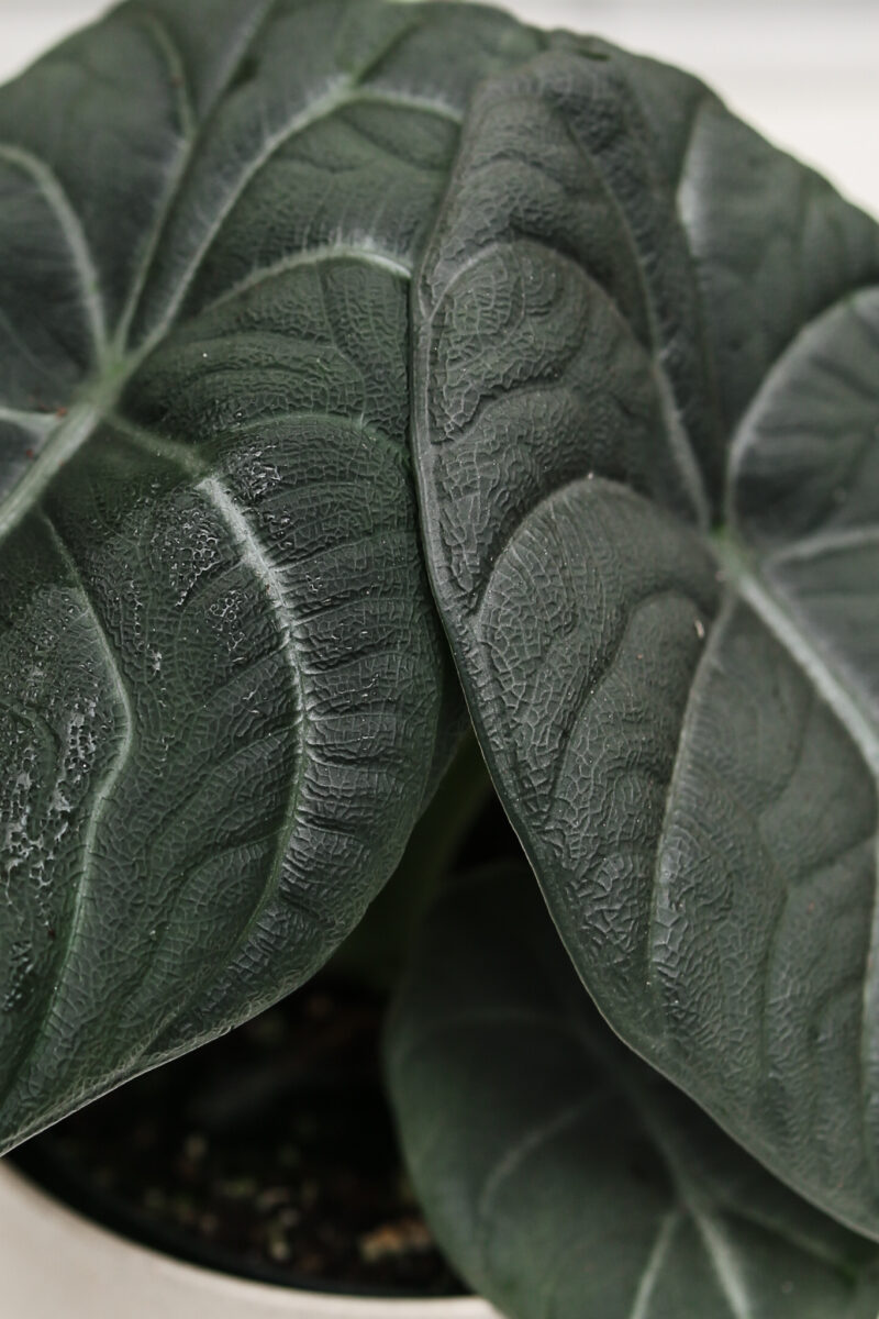 Alocasia Maharanii