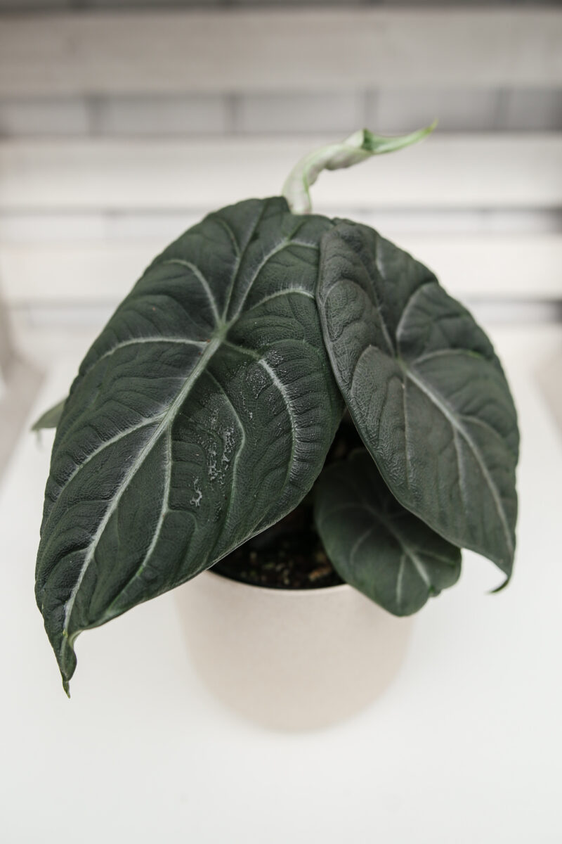Alocasia Maharanii