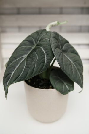 Alocasia Maharanii