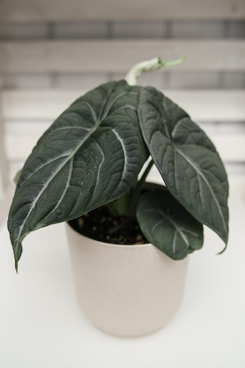 Alocasia Maharanii