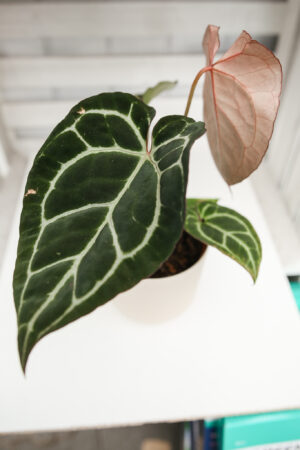Anthurium Crystallinum