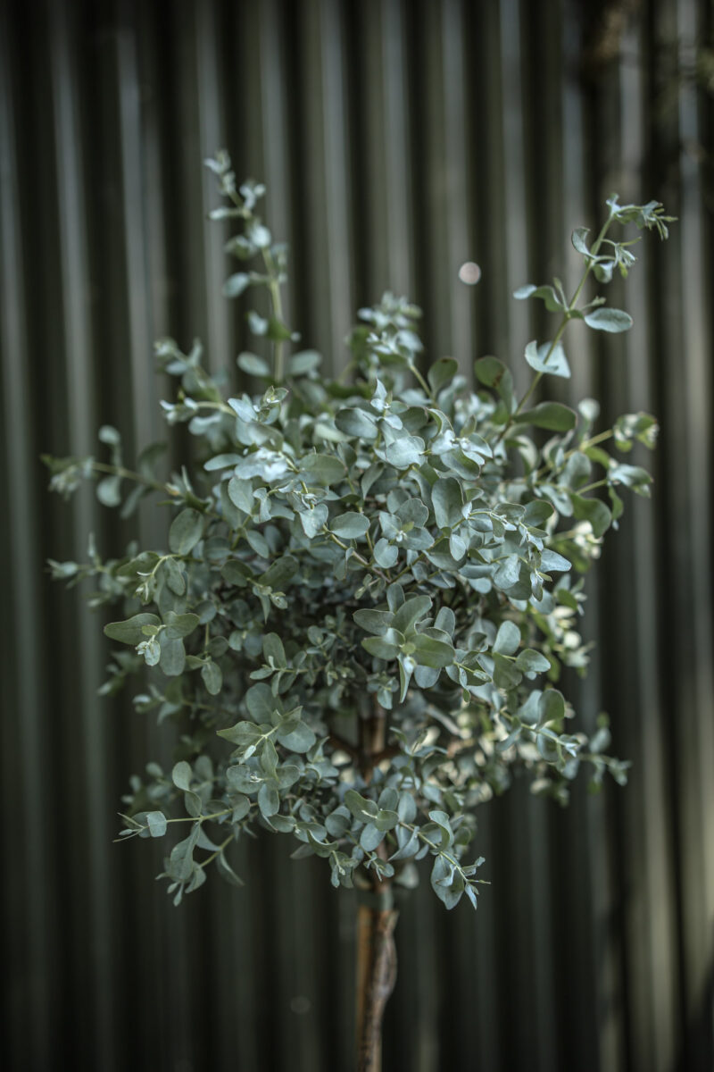 Eukaliptus Gunnii na pniu