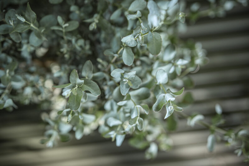 Eukaliptus Gunnii na pniu