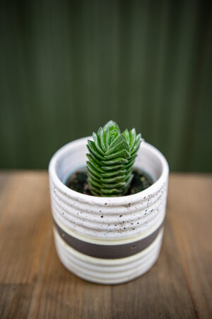 Crassula ‘Buddha´s Temple’