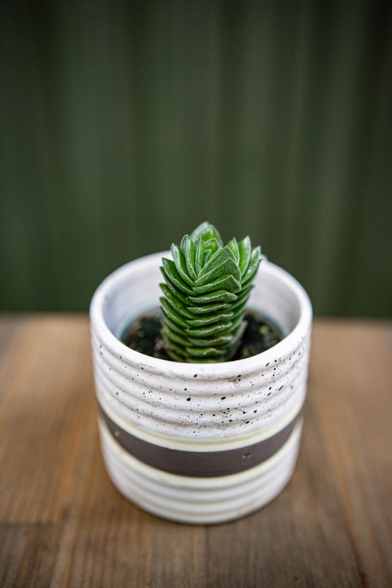 Crassula ‘Buddha´s Temple’