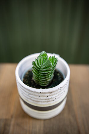 Crassula ‘Buddha´s Temple’