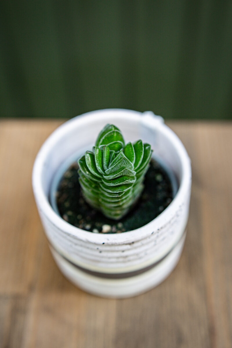 Crassula ‘Buddha´s Temple’ Crassula ‘Buddha´s Temple’