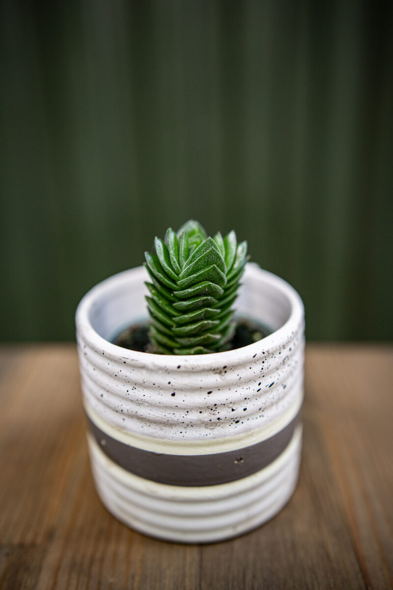 Crassula ‘Buddha´s Temple’