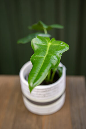 Alocasia Portei