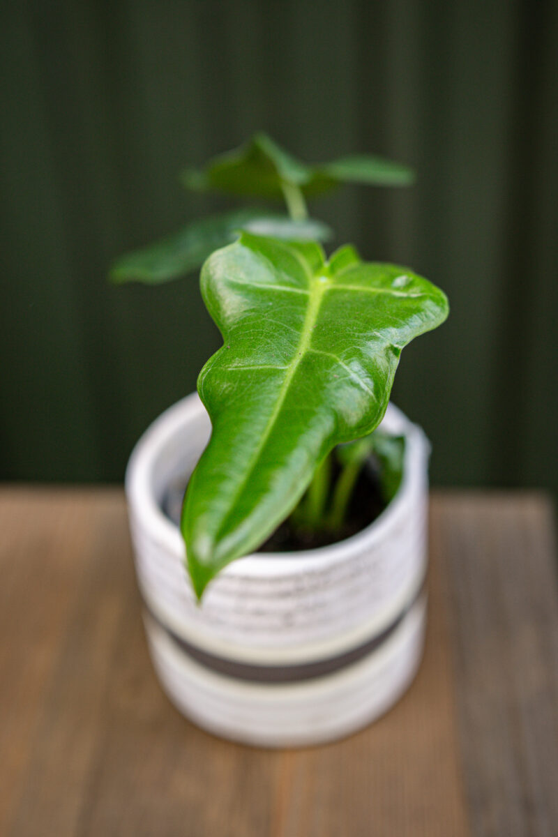 Alocasia Portei