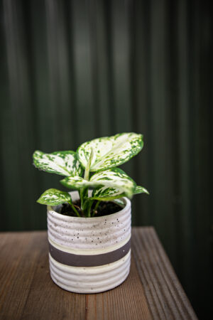 Aglaonema White Kiwi