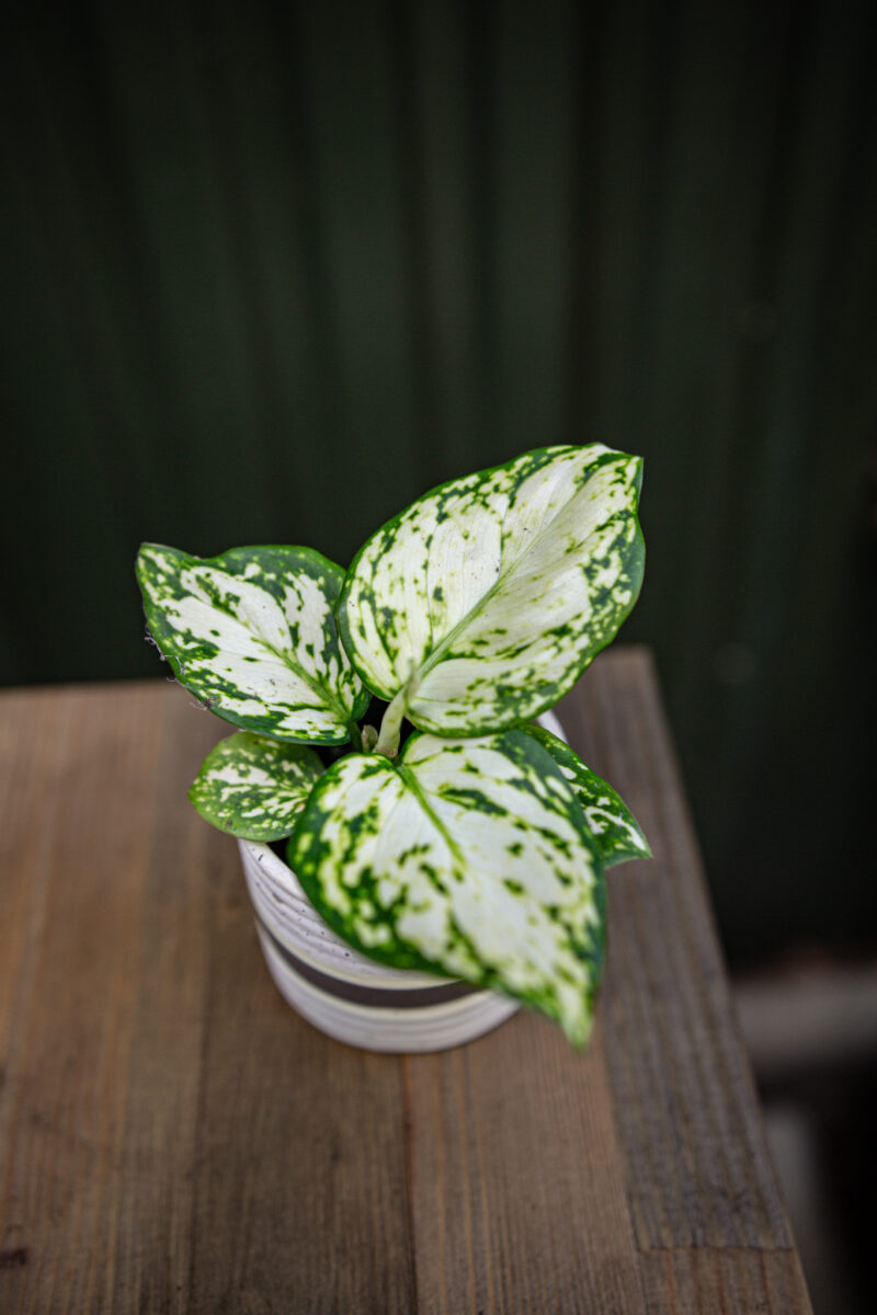 Aglaonema White Kiwi