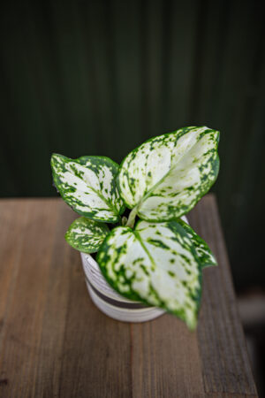 Aglaonema White Kiwi