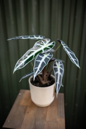 Alocasia Amazonica “Curly Bambino”