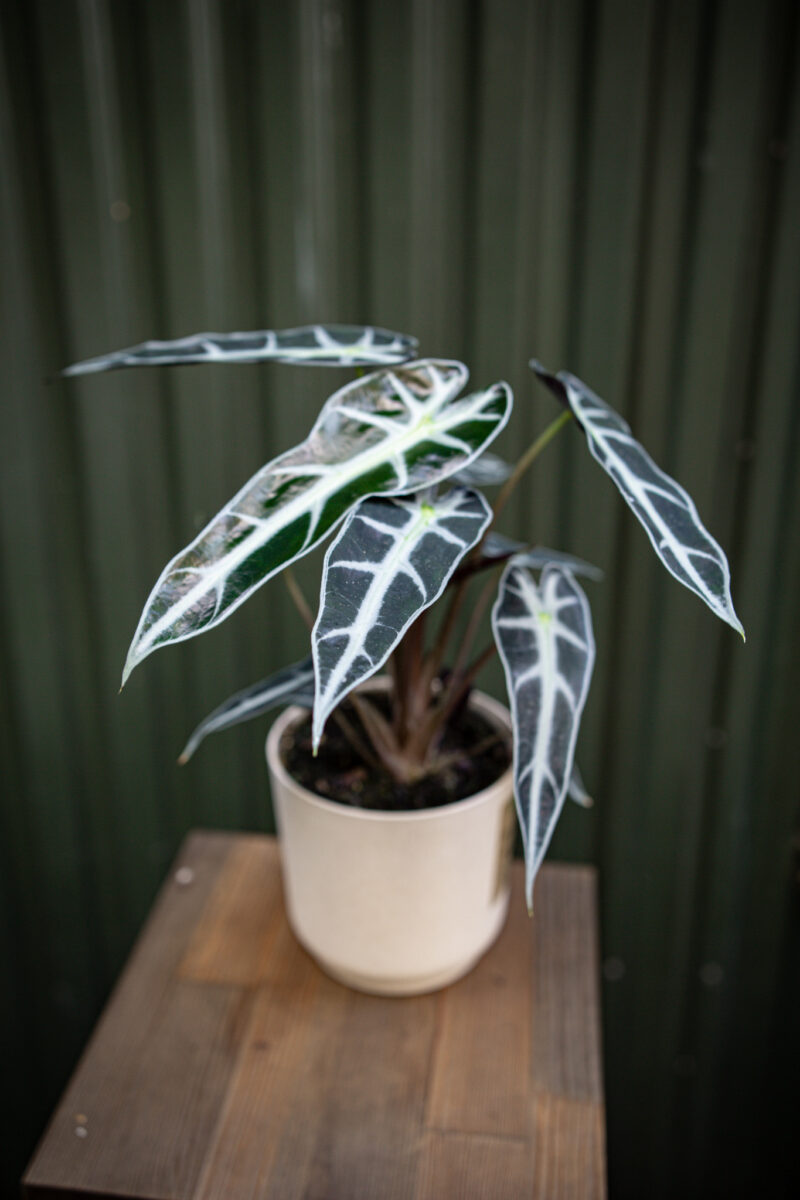 Alocasia Amazonica “Curly Bambino”