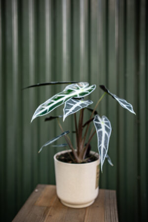 Alocasia Amazonica “Curly Bambino”