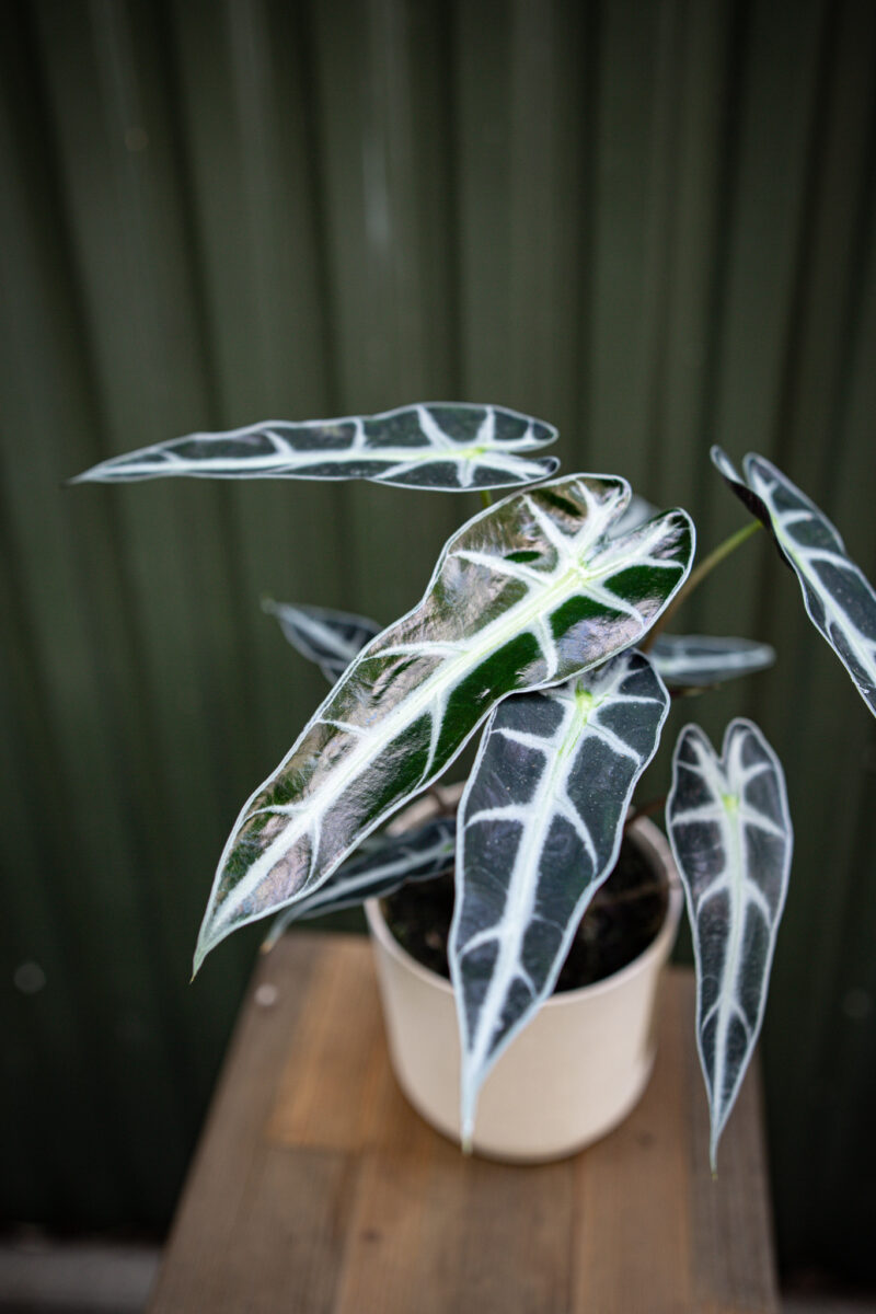 Alocasia Amazonica “Curly Bambino”