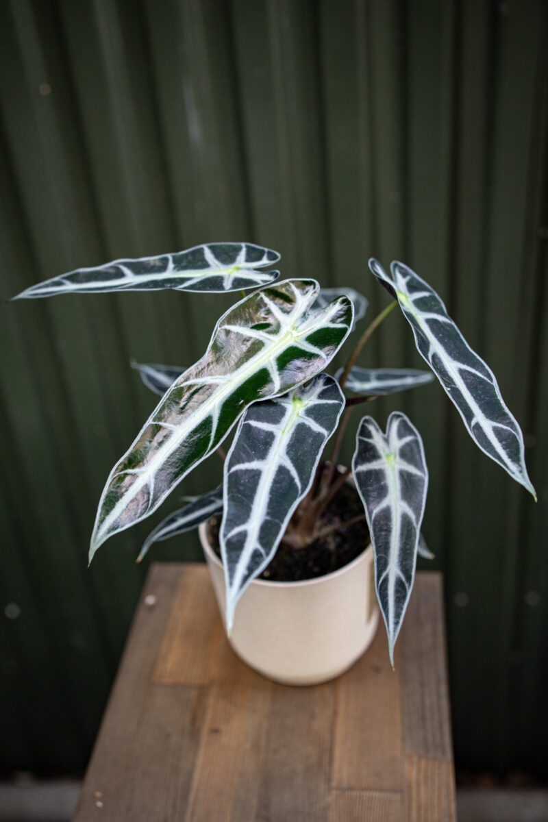 Alocasia Amazonica “Curly Bambino”