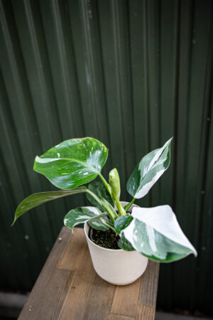 Philodendron White Wizzard