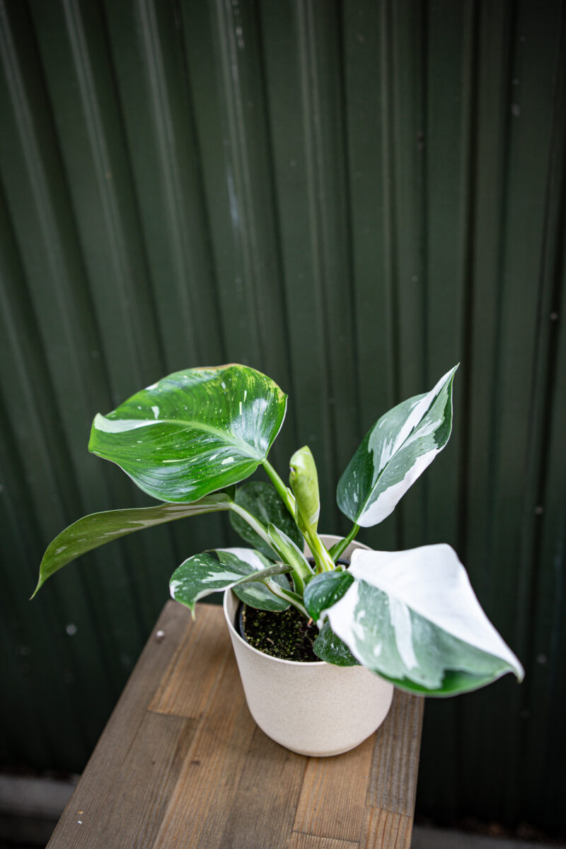 Philodendron White Wizzard