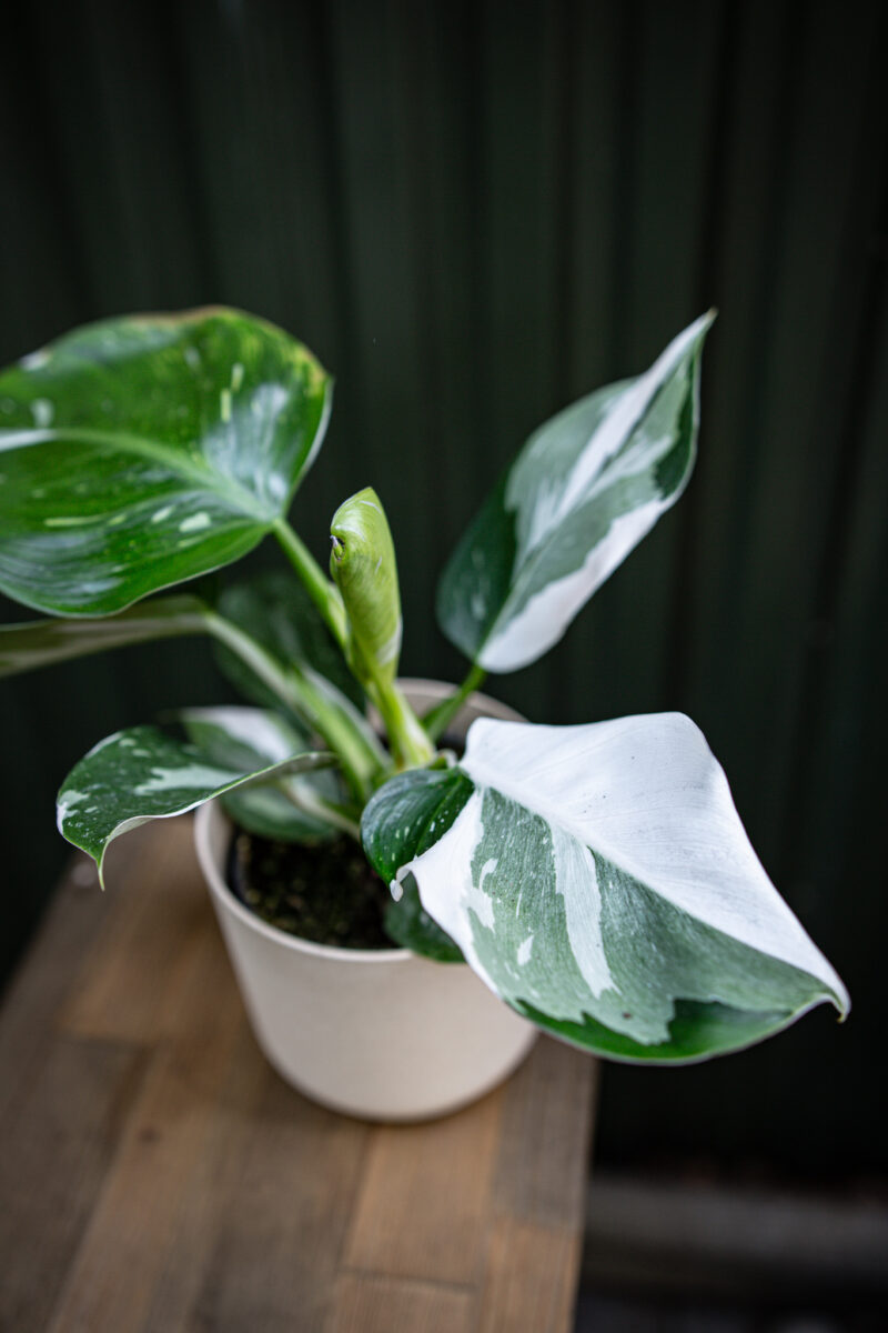 Philodendron White Wizzard