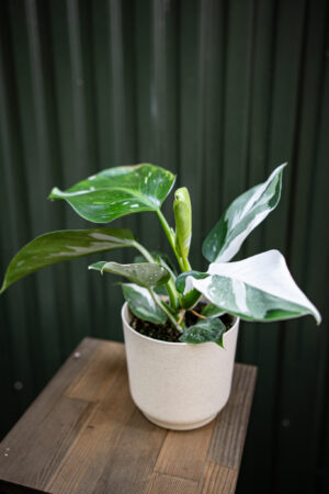 Philodendron White Wizzard