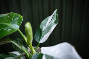 Philodendron White Wizzard