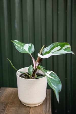 Philodendron White Knight