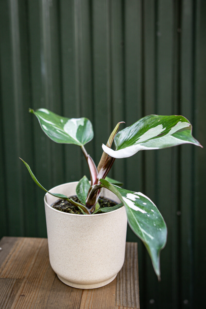 Philodendron White Knight