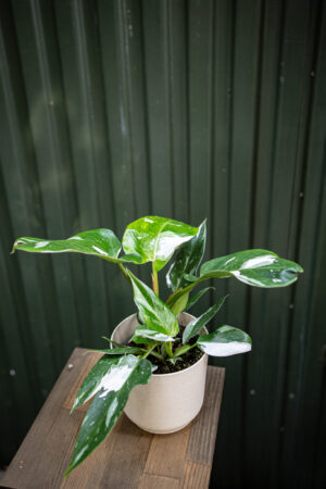 Philodendron White Princess