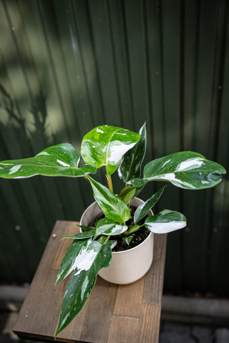 Philodendron White Princess Philodendron White Princess