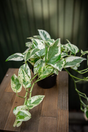 Epipremnum pearls and jade