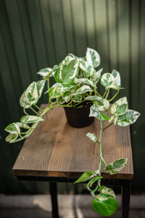 Epipremnum pearls and jade