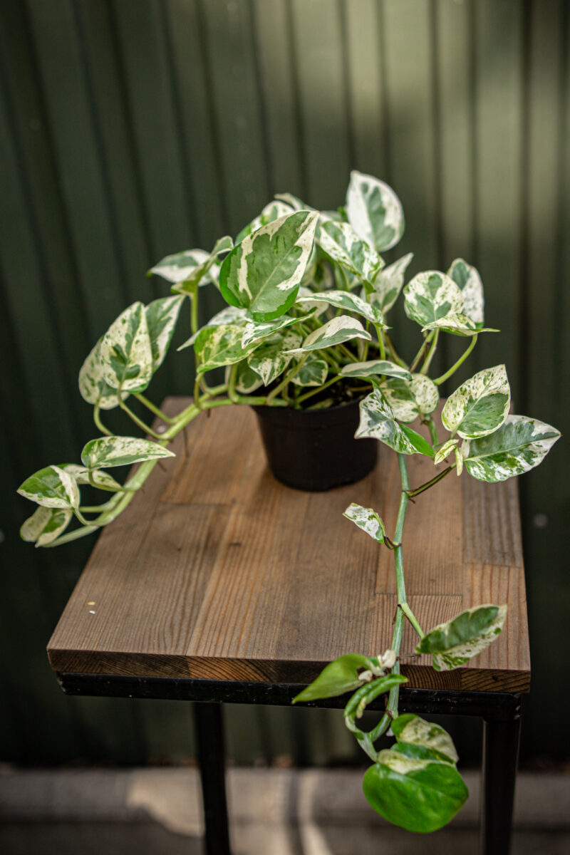 Epipremnum pearls and jade