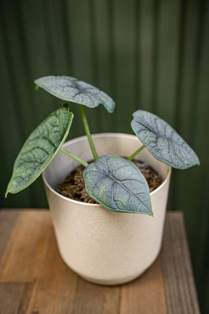 Alocasia Melo