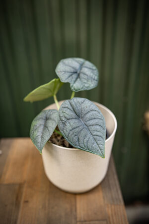 Alocasia Melo