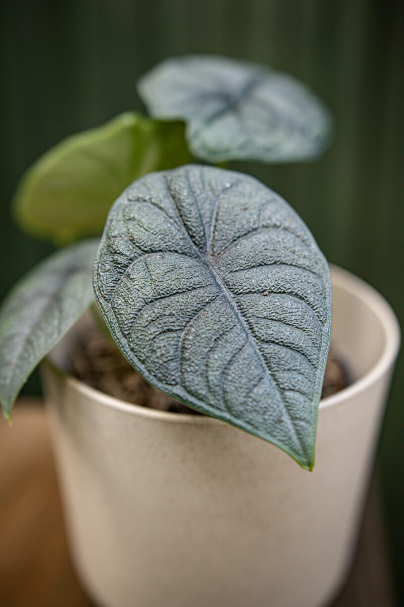 Alocasia Melo