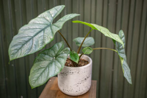 Alocasia Heterophylla Corazon