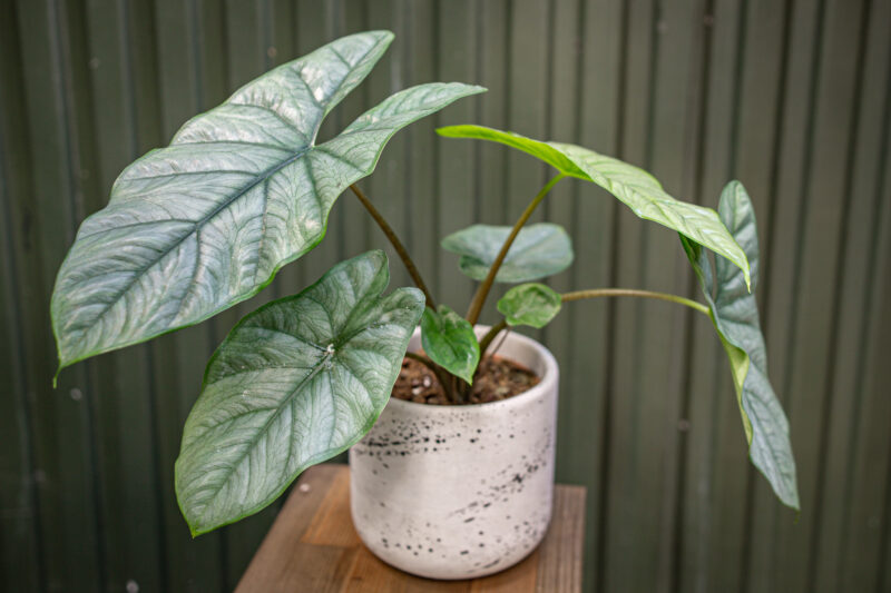 Alocasia Heterophylla Corazon