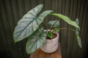 Alocasia Heterophylla Corazon