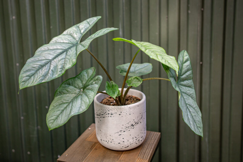 Alocasia Heterophylla Corazon