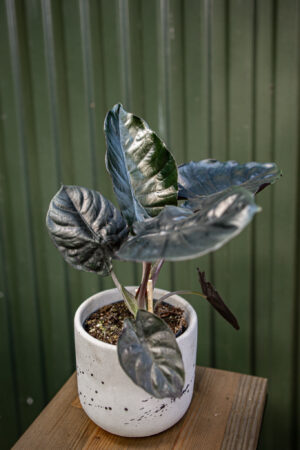 Alocasia Infernalis Black Magic