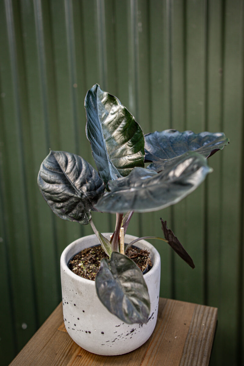 Alocasia Infernalis Black Magic
