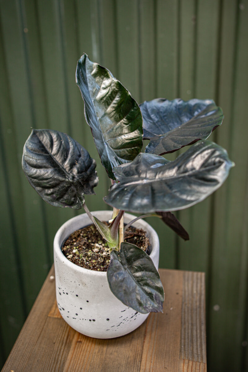Alocasia Infernalis Black Magic