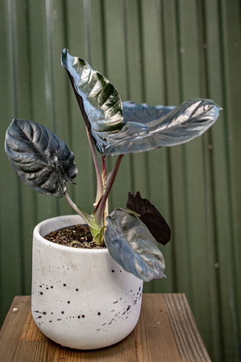 Alocasia Infernalis Black Magic