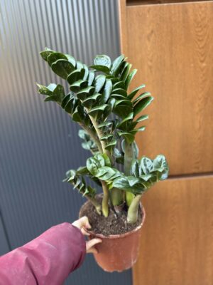 Zamioculcas Zenzi
