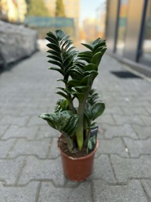 Zamioculcas Zenzi