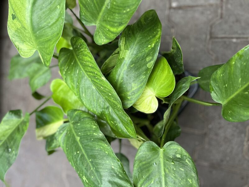 Philodendron Jose Buono