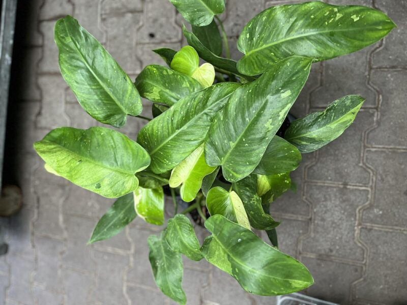 Philodendron Jose Buono